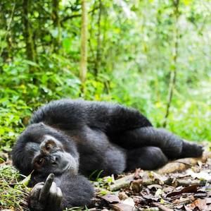 Meet your Posher, Marc adeler